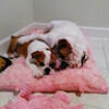nazihasaidi